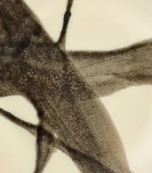 Close-up of Urban Dinnerware - Custom by Alex Marshall Studios, featuring a detailed dark brown and beige abstract pattern reminiscent of fish fins or leaves. Handmade stoneware plates are microwave and dishwasher safe.